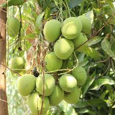 Langra Mango Fruit Plant Manufacturer & Supplier in India